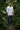Botanical Garden Editorial