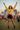 Festival Wild