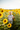 Girl Sunflower Field