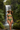 Jungle Waterfall