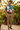 Khaki Chinos Tucked