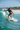 Surf Action