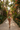 Tropical Garden Path