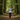 Forest Environment
